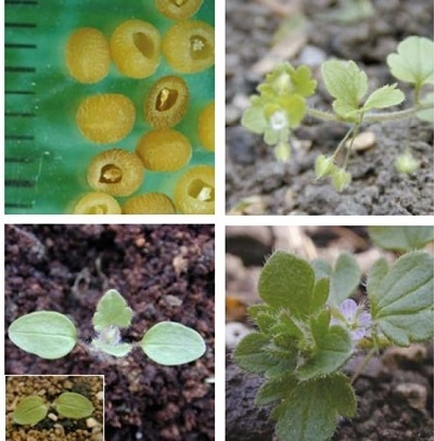 Ivy-leaved speedwell at four growth stages